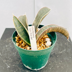 現品］【希少】かっこいい！ 4番 ドラセナ コンシンネ マジ