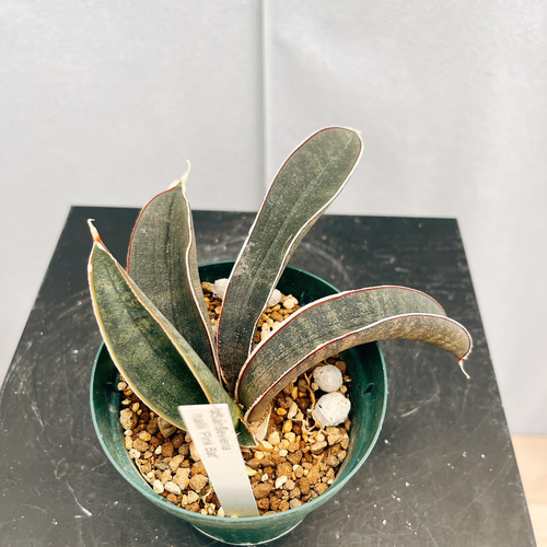 セール対象外　斑入り　サンセベリア　ピンクバット　サンスベリア セール対象外 斑入り サンセベリア ピンクバット サンスベリア