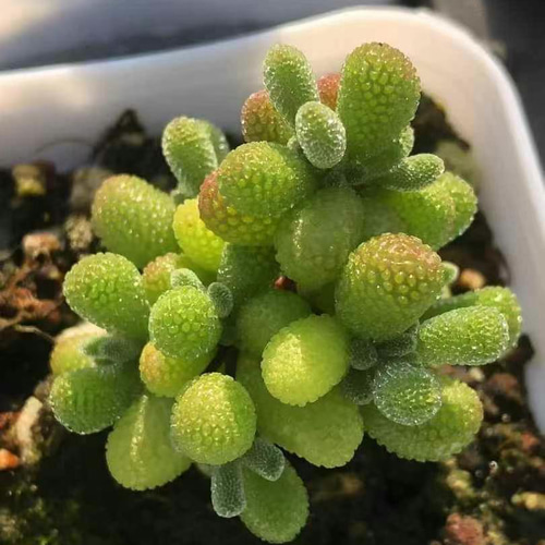 超レア 多肉植物ドロサンテマ 超キラキラ Purple flash 抜き苗1株 新