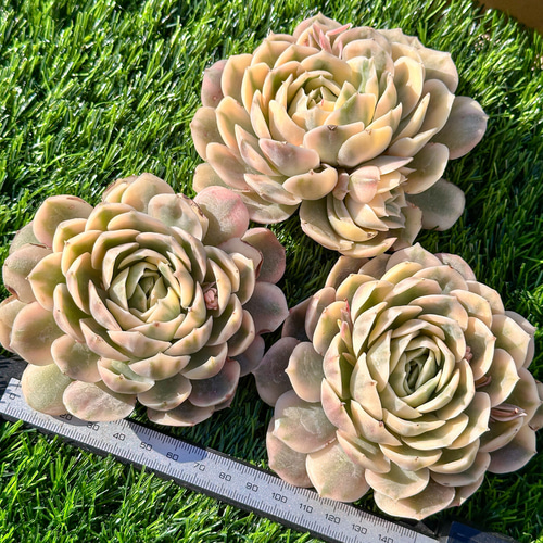 多肉植物 エケベリア オンスロー錦 超美苗 レア種 多肉植物