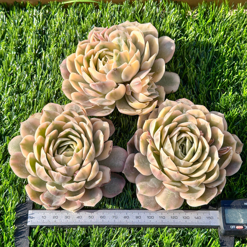 多肉植物 エケベリア オンスロー錦 超美苗 レア種 多肉植物