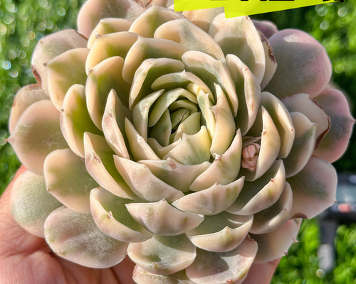 c01b7b0b7034d64256e7d8af635517