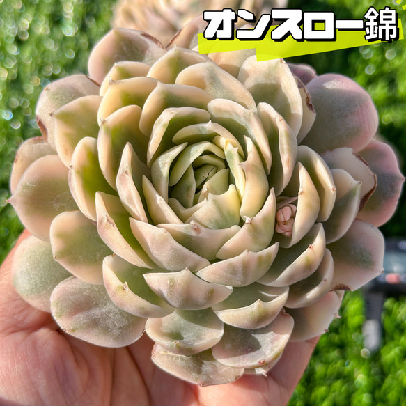 多肉植物 エケベリア オンスロー錦 超美苗 レア種 多肉植物