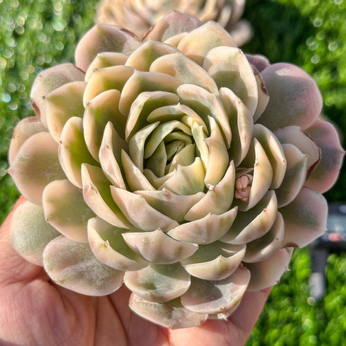 多肉植物　オンスロー錦　美苗　群生　抜き苗 多肉植物 エケベリア オンスロー錦 超美苗 レア種 多肉植物