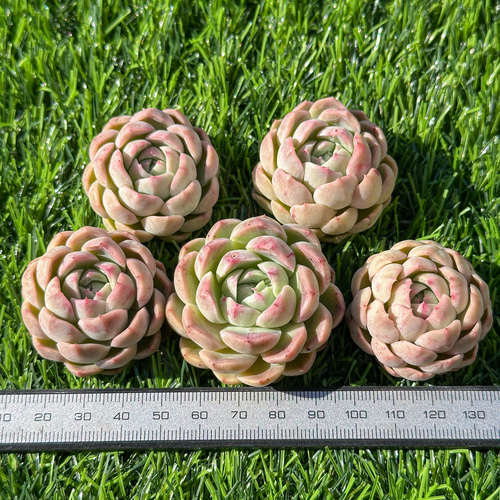 多肉植物 エケベリア 桃桜 超美苗 レア種 多肉植物 kimizuenta29 新品