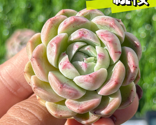 おまとめ中！39SALE！多肉植物^o^   ほろ酔い美人 ほろ酔い美人 | RuPo 多肉植物専門店