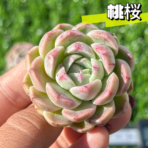 特大 オレンジモンロー 激レア高級多肉植物 超美苗 大苗大株