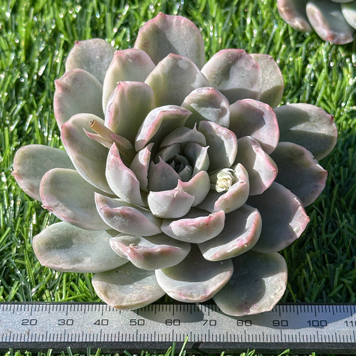 多肉植物 エケベリア シンプソン錦 超美苗 レア種 多肉植物