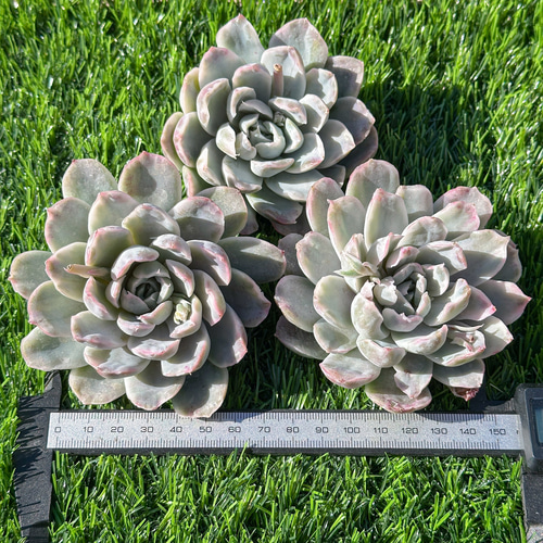 多肉植物 エケベリア シンプソン錦 超美苗 レア種 多肉植物