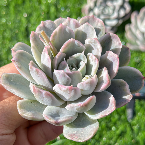 多肉植物 エケベリア シンプソン錦 超美苗 レア種 多肉植物