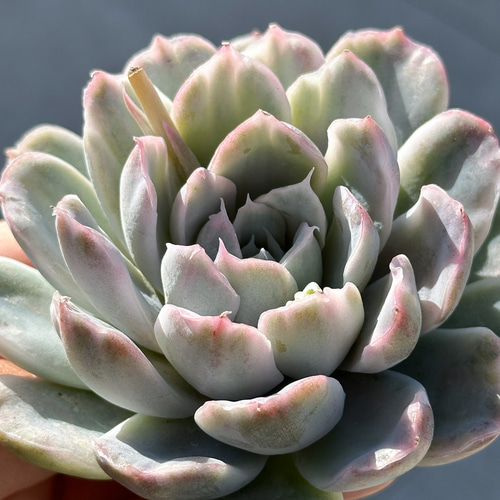 多肉植物 エケベリア シンプソン錦 超美苗 レア種 多肉植物