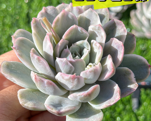 c7f6dcc1f73442a9411b467f66703e