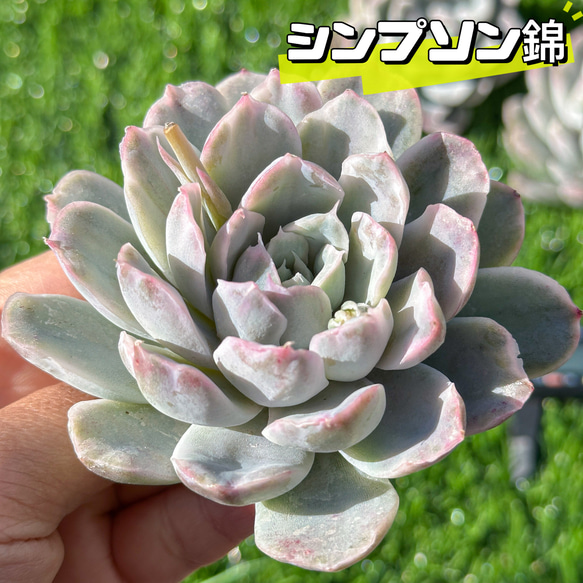 多肉植物 エケベリア シンプソン錦 超美苗 レア種 多肉植物