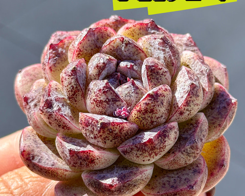 多肉植物 エケベリア ブラックピーチ 超美苗 レア種 多肉植物