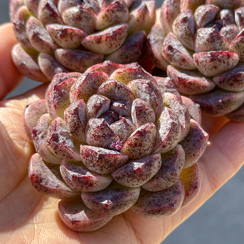 多肉植物 エケベリア ブラックピーチ 超美苗 レア種 多肉植物