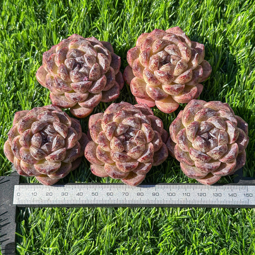 多肉植物 エケベリア ブラックピーチ 超美苗 レア種 多肉植物