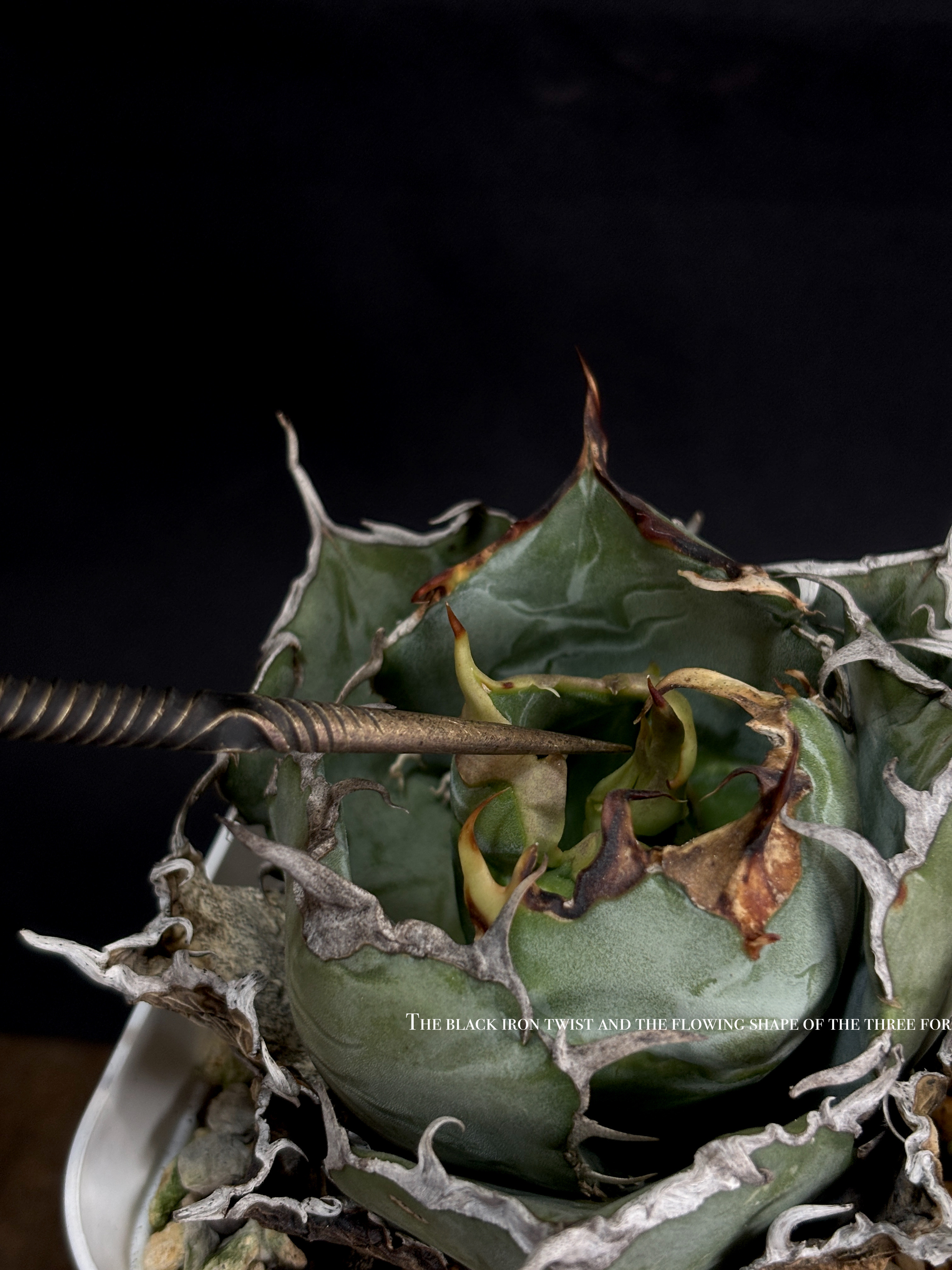 【Gypsy】leonidas (soil stick) レオニダスの槍 Agave サボテン　塊根植物 多肉植物