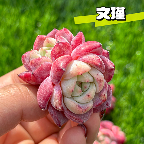 多肉植物 エケベリ 文瑾 超美苗 レア種 多肉植物 kimizuenta29 新品始