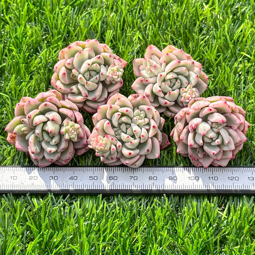 多肉植物 エケベリ スノービューティー錦 超美苗 レア種 多肉植物