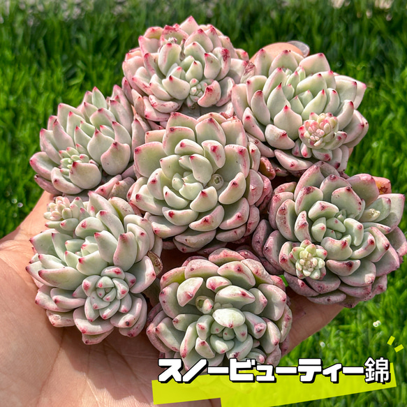 多肉植物 エケベリ スノービューティー錦 超美苗 レア種 多肉植物