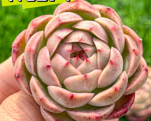 多肉植物 エケベリ キャッツアイ 超美苗 レア種 多肉植物 kimizuenta29