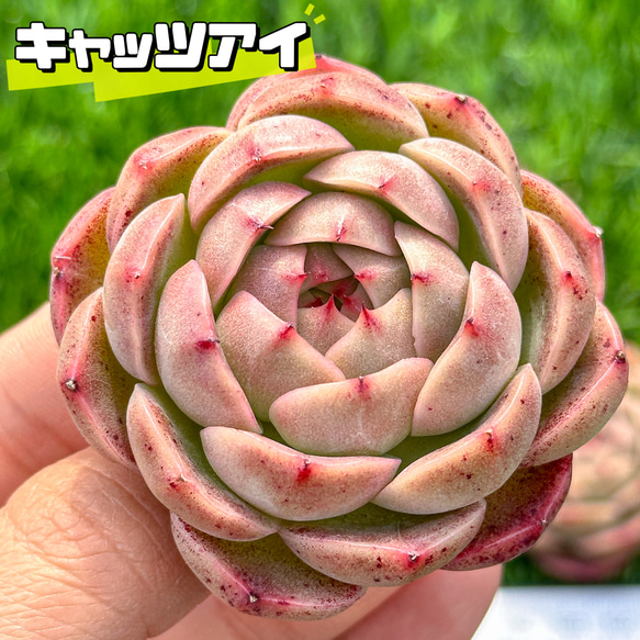 多肉植物 エケベリ キャッツアイ 超美苗 レア種 多肉植物 kimizuenta29