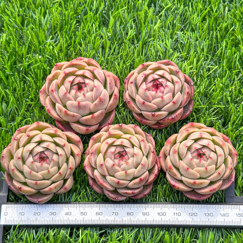 多肉植物 エケベリ キャッツアイ 超美苗 レア種 多肉植物 kimizuenta29