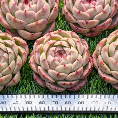 多肉植物 エケベリ キャッツアイ 超美苗 レア種 多肉植物 kimizuenta29