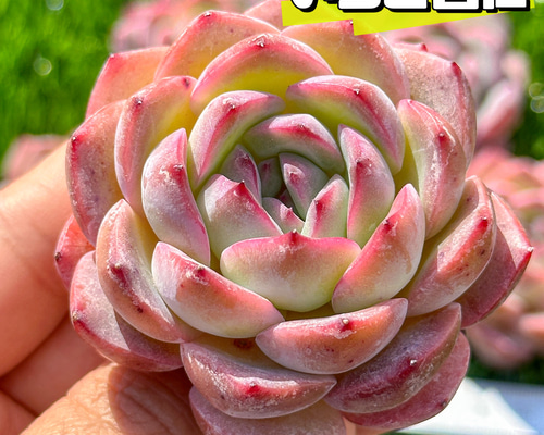 多肉植物 エケベリ いちご杏仁 超美苗 レア種 多肉植物 kimizuenta29