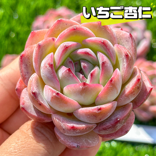 多肉植物 エケベリ いちご杏仁 超美苗 レア種 多肉植物 kimizuenta29 