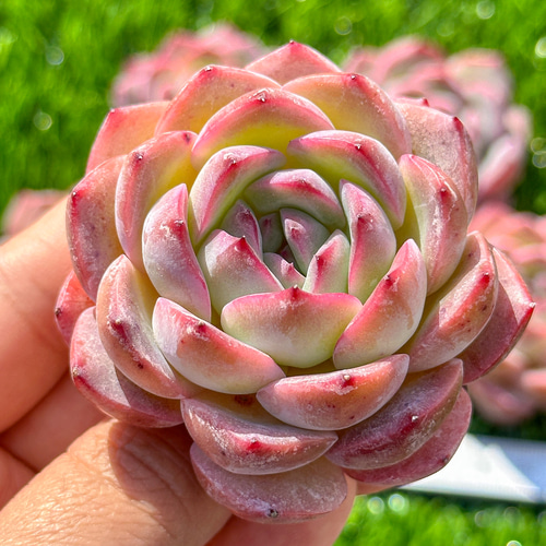 苺ティピ 多肉植物 その他 | 多肉植物の専門通販サイト｜実のりえん フラワー・ガーデニング