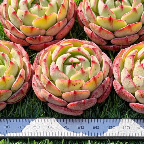 多肉植物 エケベリ ラブファイヤー 超美苗 レア種 多肉植物