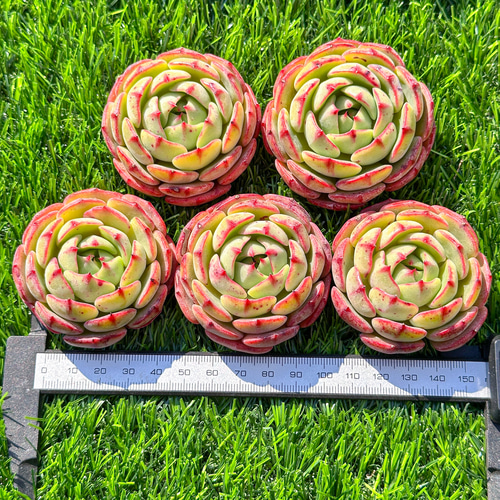 凛翔健 多肉植物セット スターファイヤー 楽天市場】マジックファイアー エケベリア 韓国苗 Echeveria 薔薇咲