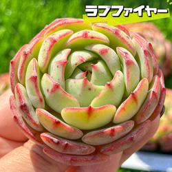 多肉植物 エケベリ ラブファイヤー 超美苗 レア種 多肉植物