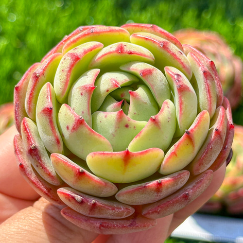 凛翔健 多肉植物セット スターファイヤー グラプトベリア スターファイヤー Graptoveria 'Starfire'｜多肉植物
