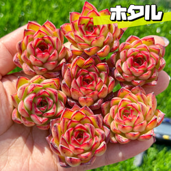 新入荷 大人気 多肉植物 エケベリア ムーンストーン単頭 大株 超