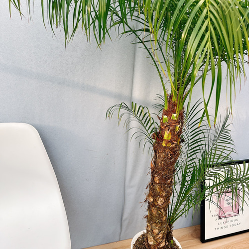現品］A フェニックスロベレニー 8号 観葉植物 室内 ヤシ 南国風