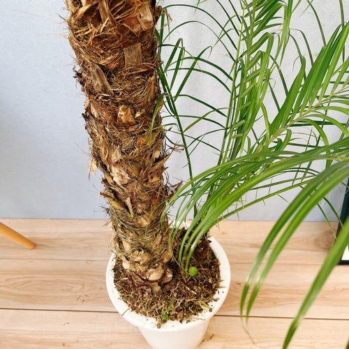 現品］A フェニックスロベレニー 8号 観葉植物 室内 ヤシ 南国風