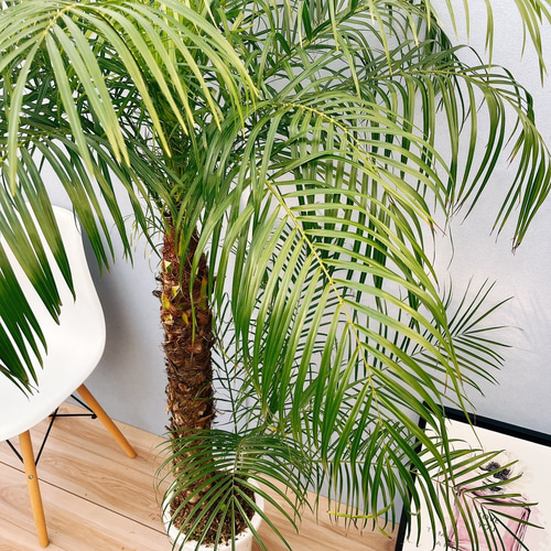 現品］A フェニックスロベレニー 8号 観葉植物 室内 ヤシ 南国風