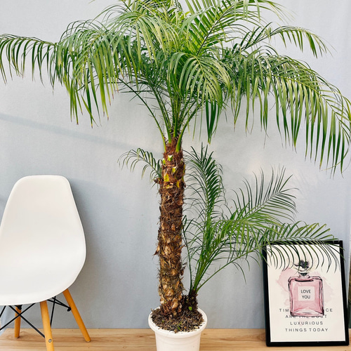 現品］A フェニックスロベレニー 8号 観葉植物 室内 ヤシ 南国風