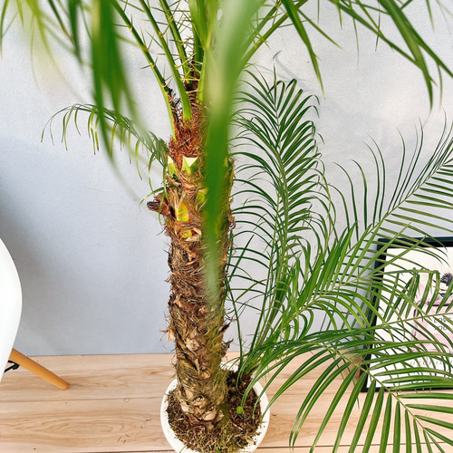 現品］A フェニックスロベレニー 8号 観葉植物 室内 ヤシ 南国風