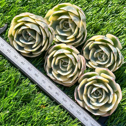多肉植物 エケベリ ルノーディーン 超美苗 レア種 多肉植物