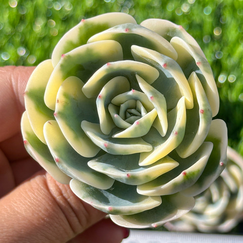 多肉植物 エケベリ ルノーディーン 超美苗 レア種 多肉植物
