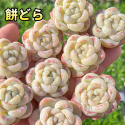 大人気 多肉植物 エケベリア エンチャンティングフェアリー 大人気 多肉植物 エケベリア エンチャンティングフェアリー