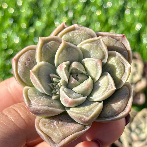 多肉植物 エケベリ ドクターストレンジ 超美苗 レア種 多肉植物