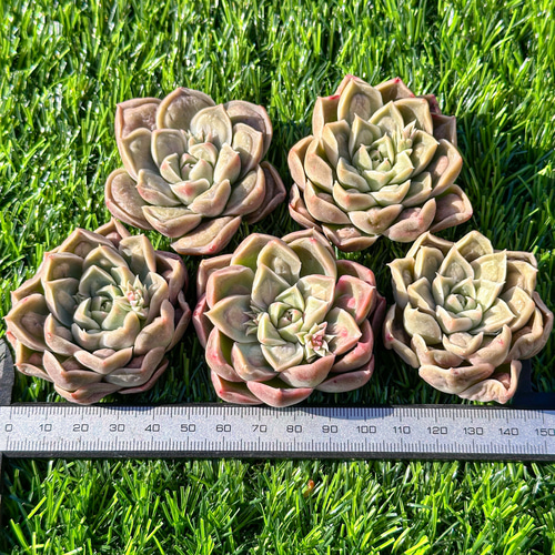 多肉植物 エケベリ ドクターストレンジ 超美苗 レア種 多肉植物