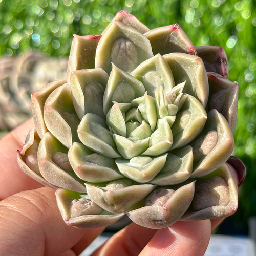 多肉植物 エケベリ ドクターストレンジ 超美苗 レア種 多肉植物