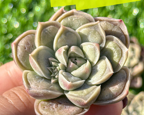 多肉植物 エケベリ ドクターストレンジ 超美苗 レア種 多肉植物