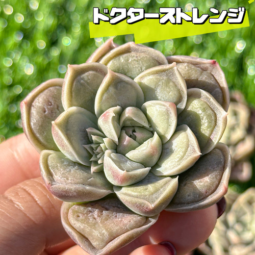 多肉植物 エケベリ ドクターストレンジ 超美苗 レア種 多肉植物