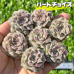 大人気 多肉植物 エケベリア エンチャンティングフェアリー 大人気 多肉植物 エケベリア エンチャンティングフェアリー